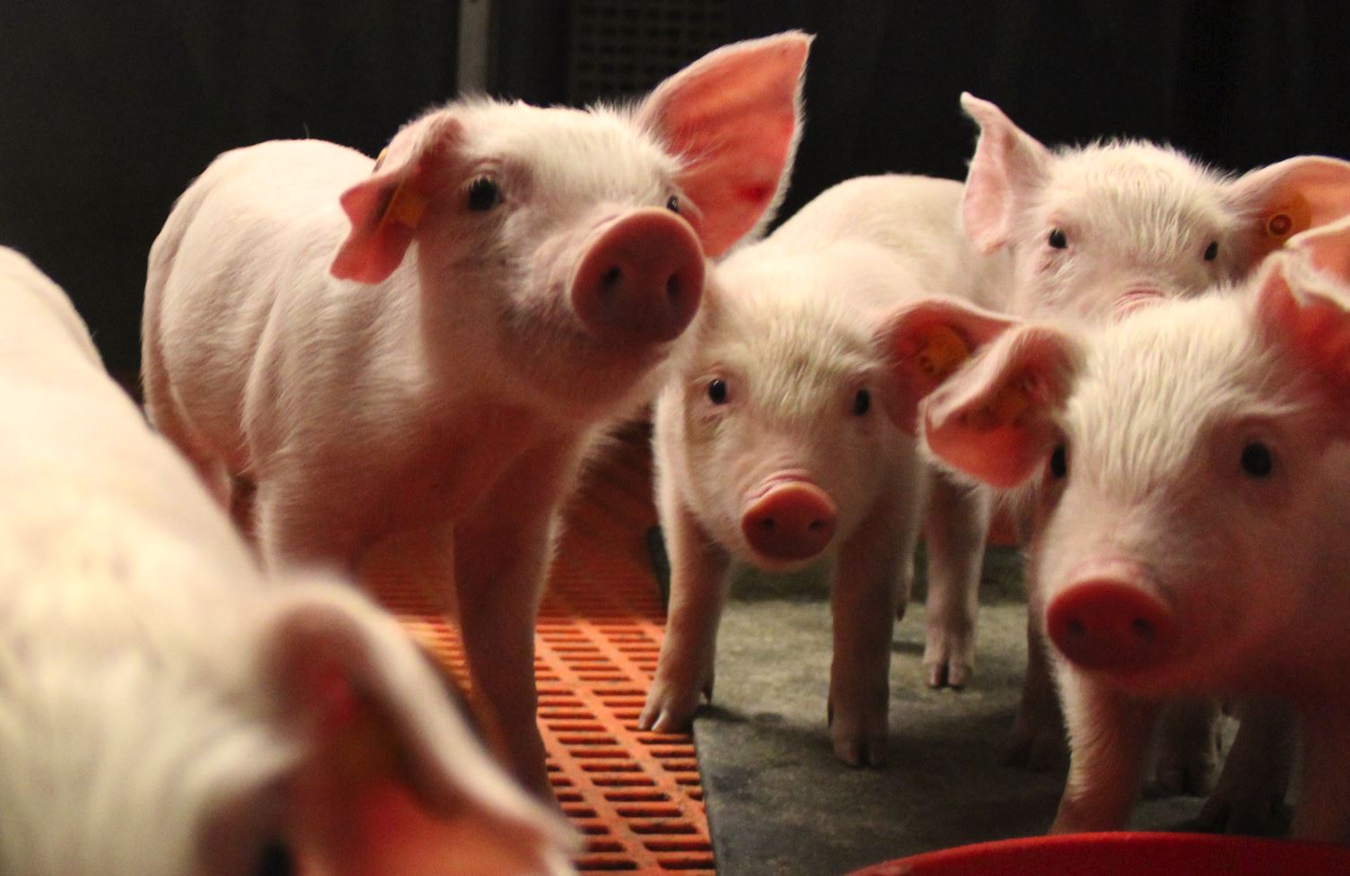 AGS zoekt varkensstallen voor afmesten biggen